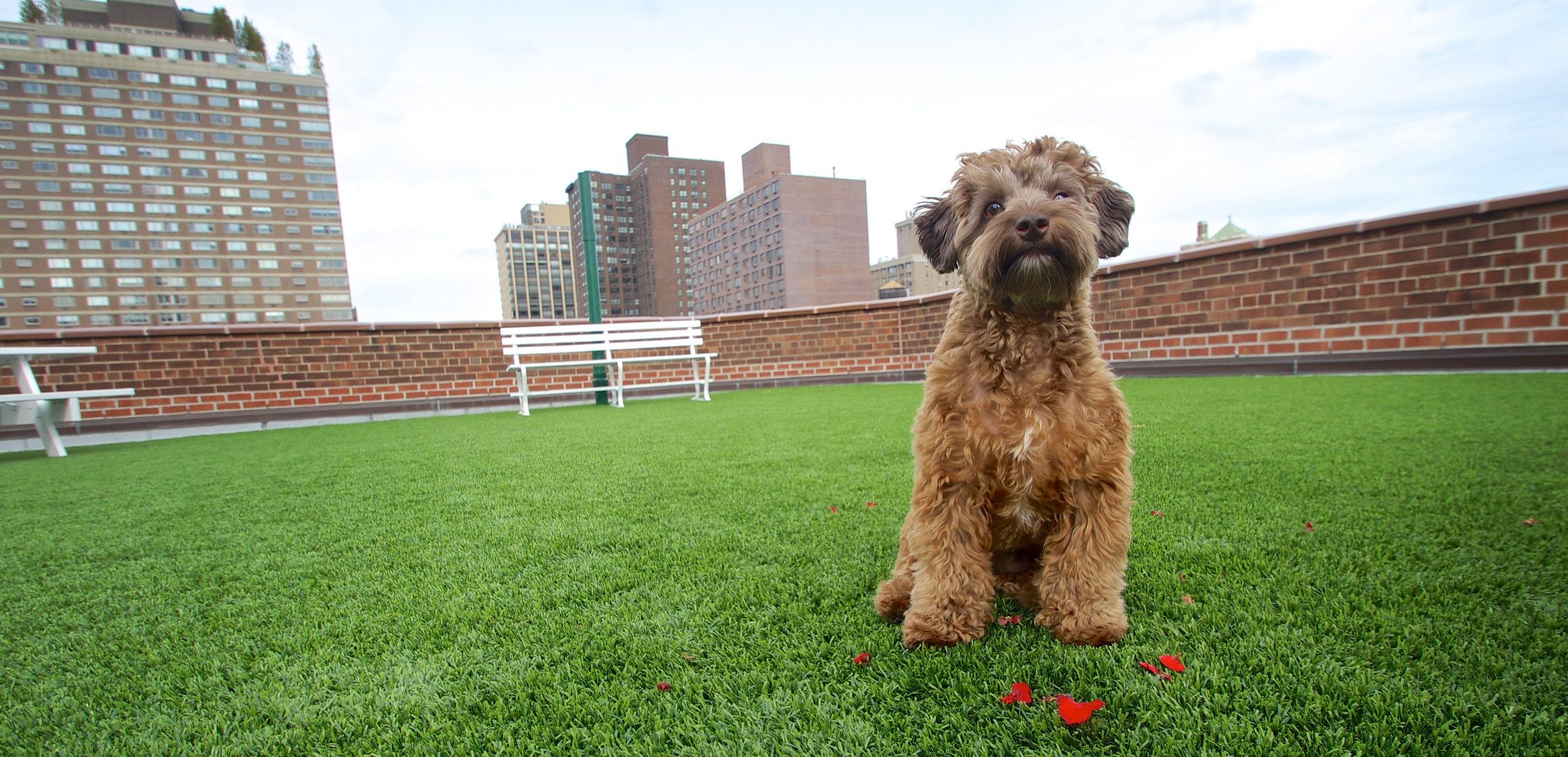 Dog sitting on artificial grass backyard