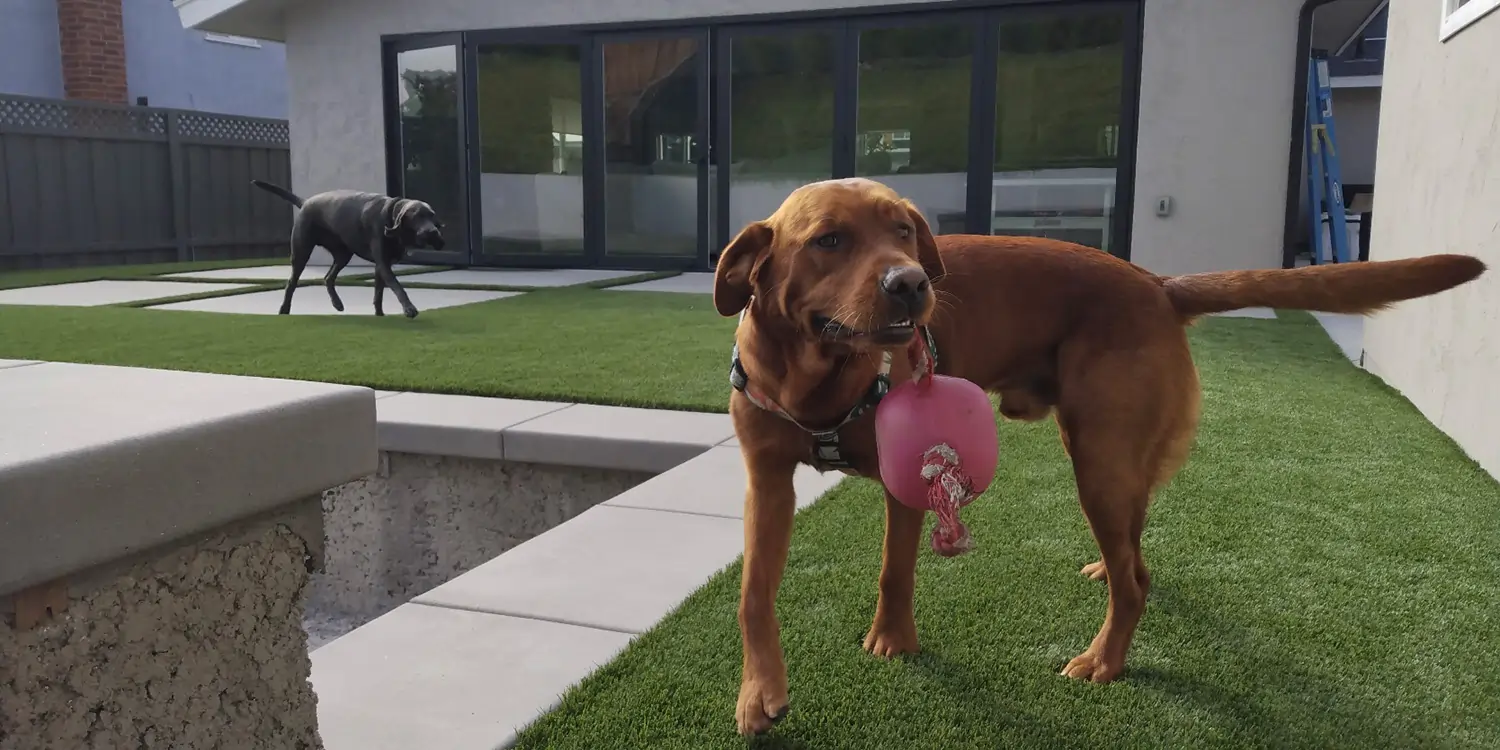 Dogs playing on artificial grass