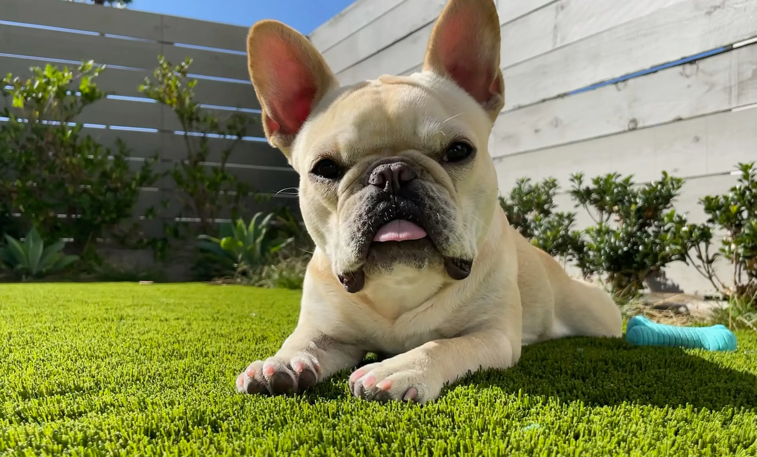 dog laying on artificial grass lawn