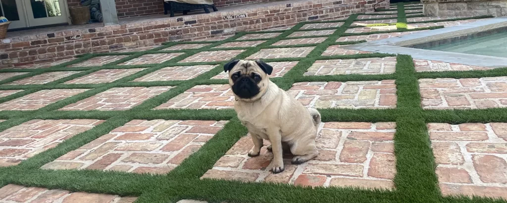 Dog sitting nicely on artificial gras walkway