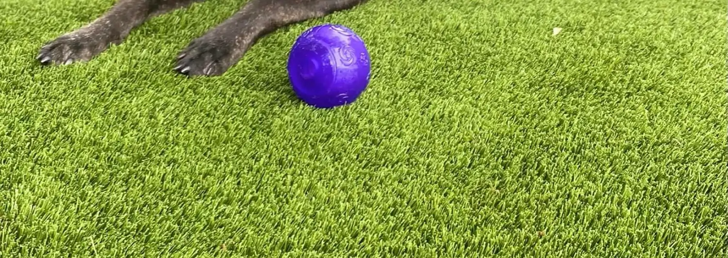 Artificial pet and dog turf installed by SYNLawn