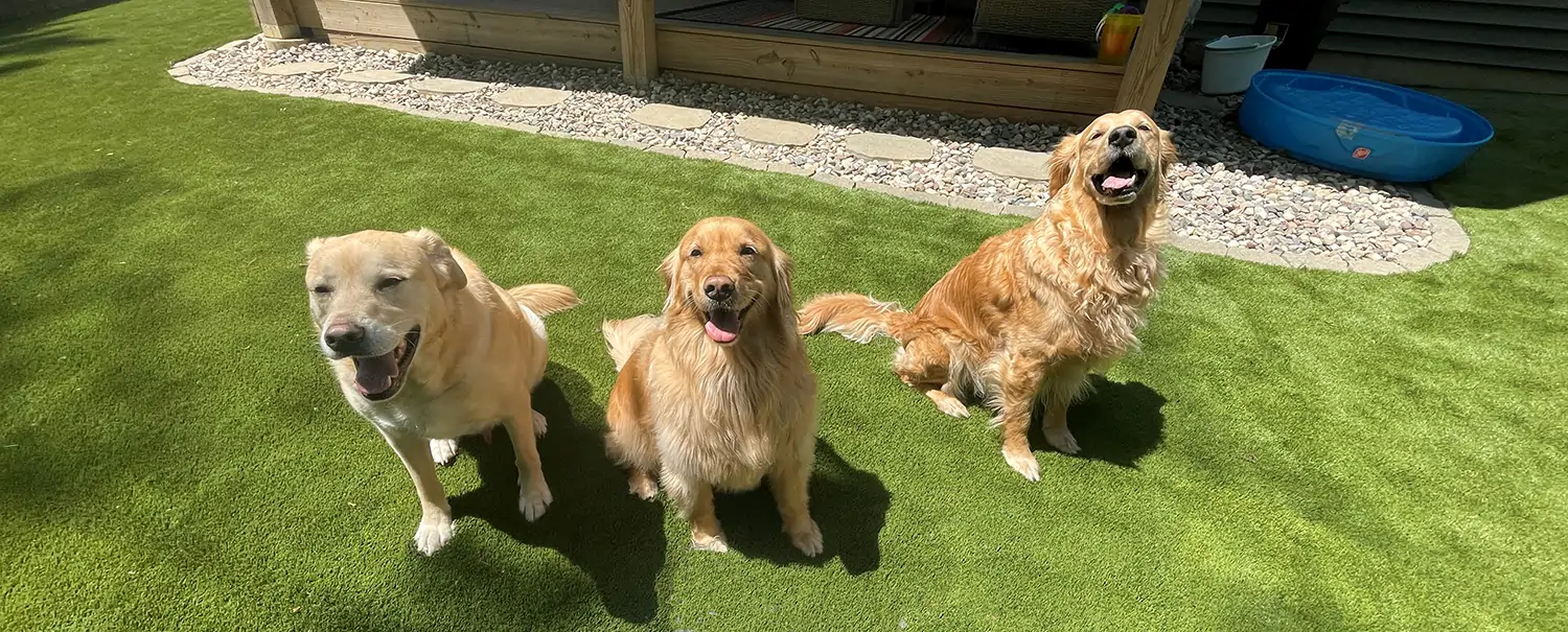 Dogs relaxing on artificial grass from SYNLawn