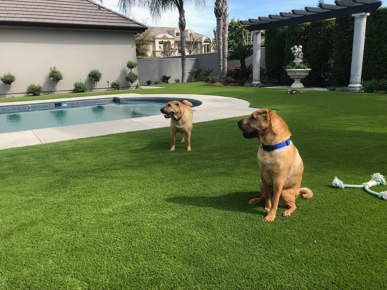 dogs playing on bay area pet grass