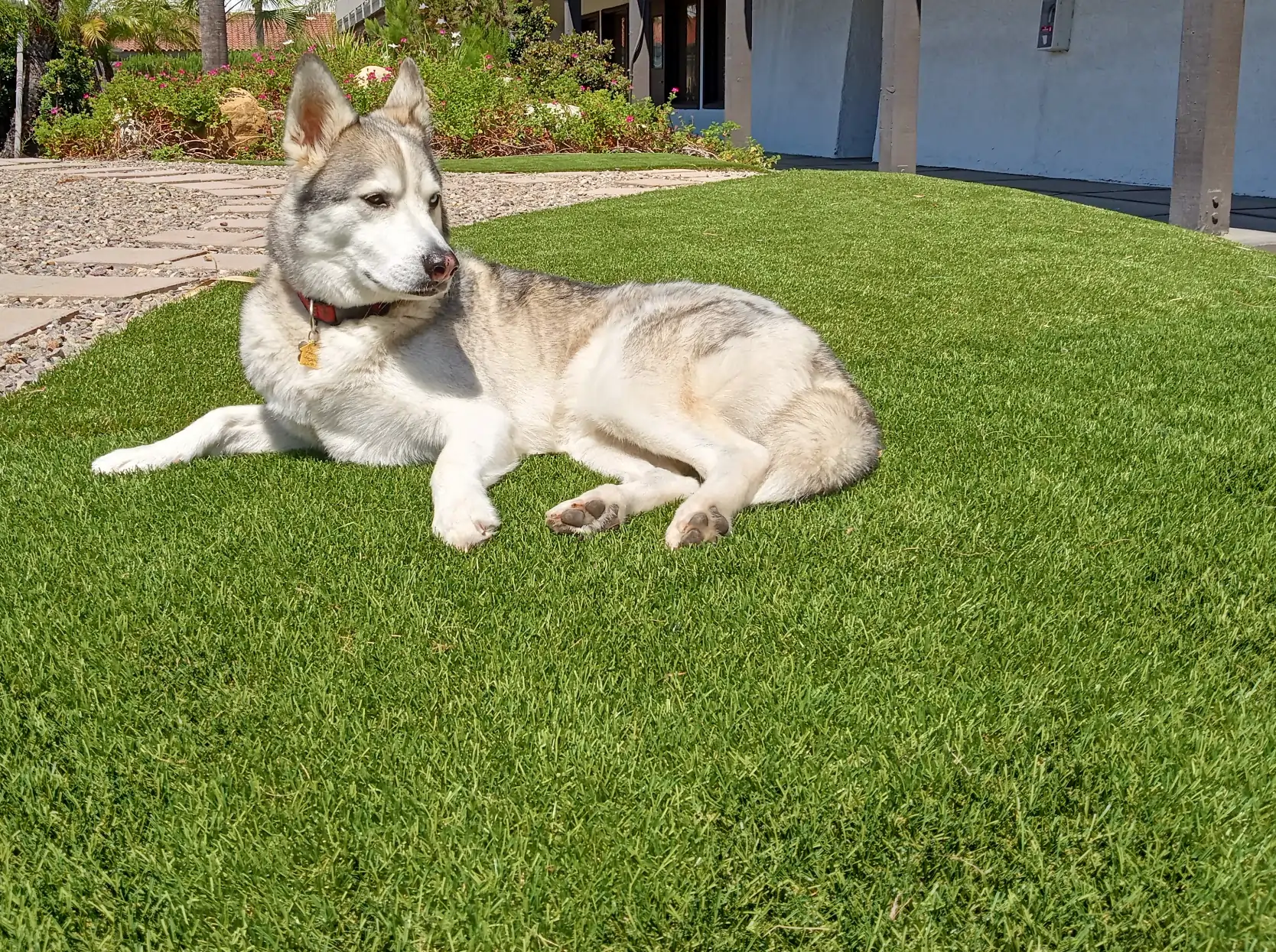 bay area pet turf 