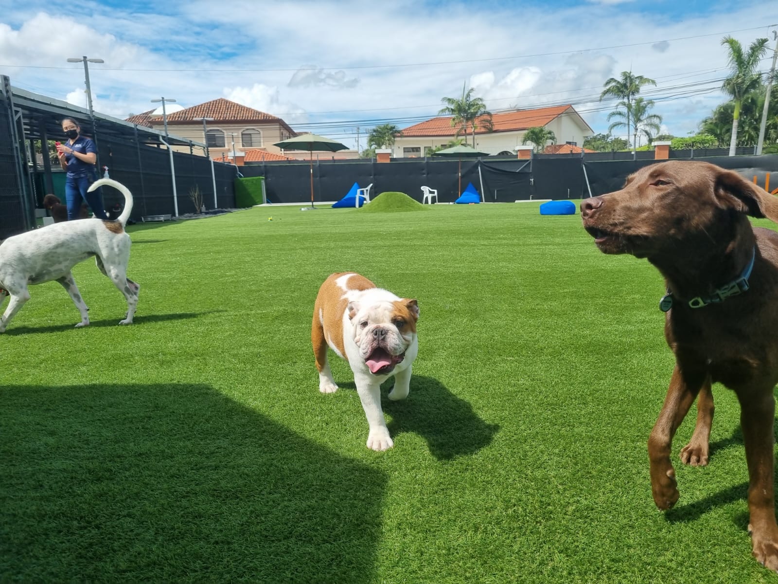 Dog Park SYNLawn Pet Turf Dog Park SYNLawn Bay Area Pet Turf